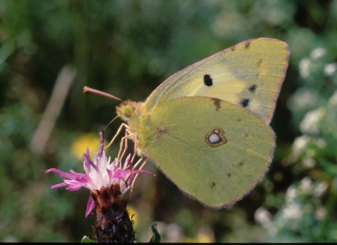 Colias crocea f. helicina